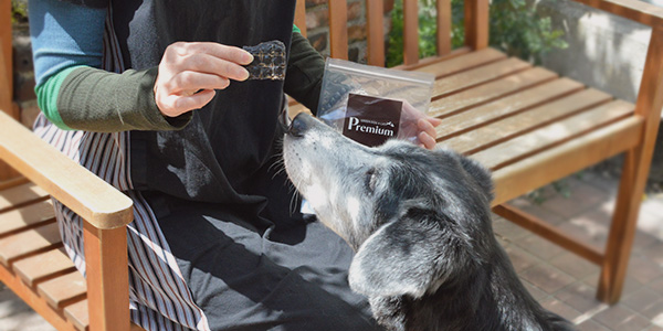 GREEN DOG & CAT Premiumとパートナー